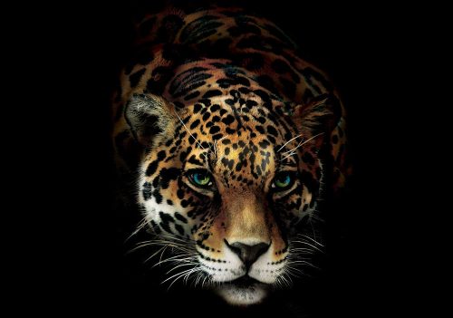 Tigris poszter, fotótapéta Vlies (368 x 254 cm)