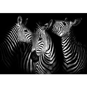 Zebrák poszter, fotótapéta Vlies (312 x 219 cm)