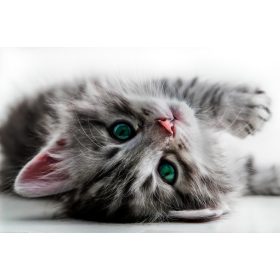 Cica poszter, fotótapéta Vlies (312 x 219 cm)
