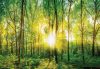 Napsütötte erdő poszter, fotótapéta Vlies (312 x 219 cm)