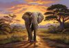 Elefánt poszter, fotótapéta Vlies (312 x 219 cm)
