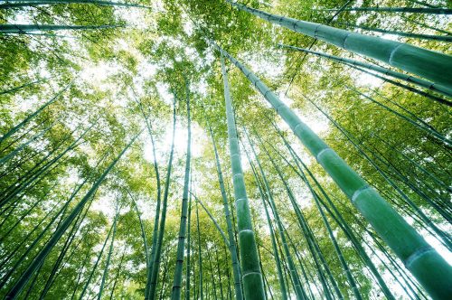 Bambusz erdő poszter, fotótapéta Vlies (208 x 146 cm)