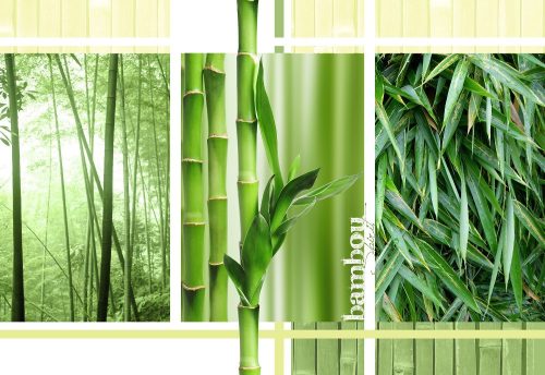 Bamboo poszter, fotótapéta, Vlies (416 x 254 cm)