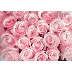 Rózsa poszter, fotótapéta, Vlies (208 x 146 cm)