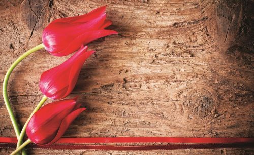 Tulipánok poszter, fotótapéta, Vlies (416 x 254 cm)