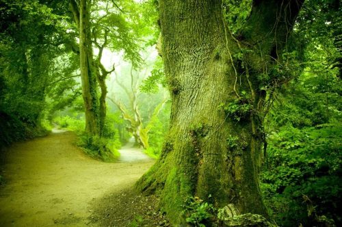 Magic forest poszter, fotótapéta Vlies (312 x 219 cm)