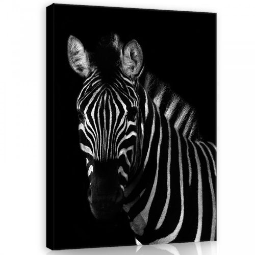 Vászonkép, Zebra, 75x100 cm méretben