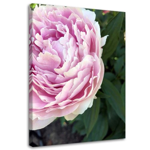 Vászonkép, Rózsaszín bazsarózsa virágok - 70x100 cm