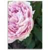 Vászonkép, Rózsaszín bazsarózsa virágok - 60x90 cm