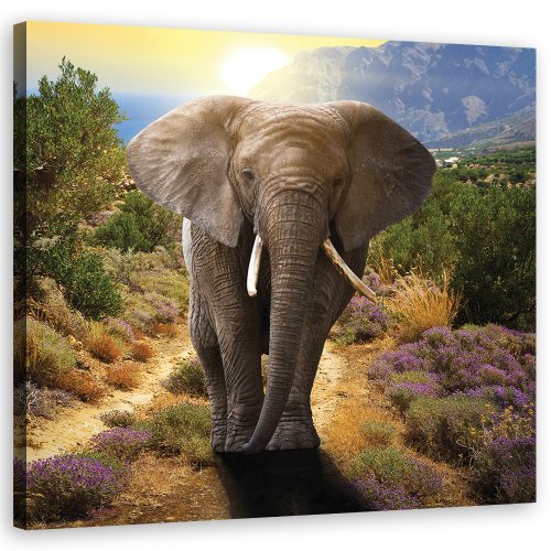 Vászonkép, Elefánt naplementében - 50x50 cm
