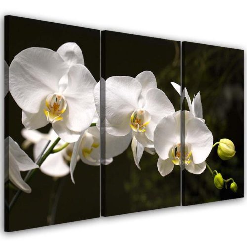 Vászonkép 3 rész, Fehér orchidea - 120x80 cm