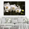 Vászonkép 3 rész, Fehér orchidea - 90x60 cm