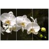 Vászonkép 3 rész, Fehér orchidea - 120x80 cm