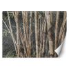 Fotótapéta, Bambusz erdő - 100x70 cm
