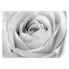 Fotótapéta, Fehér rózsa virágok makro - 368x254 cm