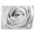 Fotótapéta, Fehér rózsa virágok makro - 250x175 cm