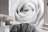 Fotótapéta, Fehér rózsa virágok makro - 350x245 cm