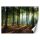 Fotótapéta, Reggel egy erdőben - 250x175 cm