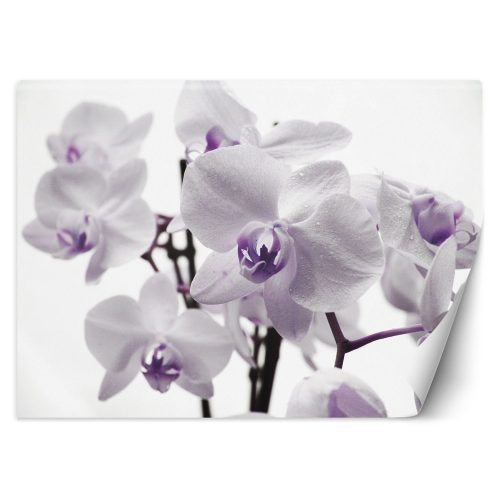 Fotótapéta, Virágzó orchidea - 100x70 cm