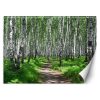 Fotótapéta, Nyírfa erdő természet növények - 450x315 cm