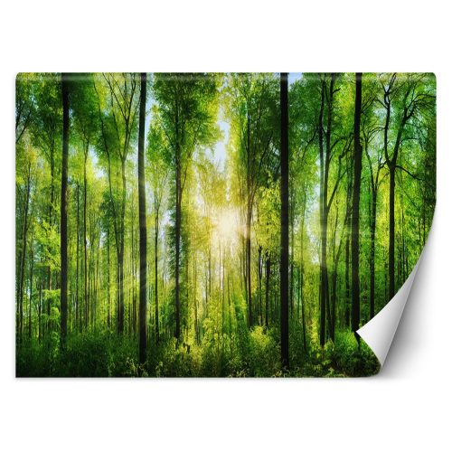 Fotótapéta, Nap erdő természet - 250x175 cm