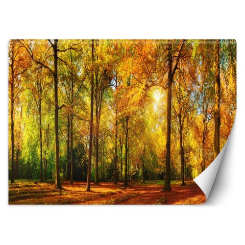 Fotótapéta, Őszi erdő természet - 350x245 cm