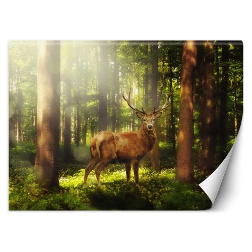 Fotótapéta, Szarvas állatok erdő természet - 150x105 cm