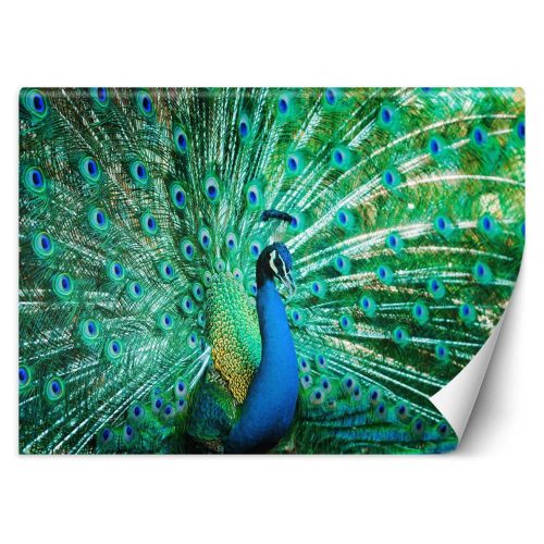 Fotótapéta, Színes madarak páva természet - 250x175 cm