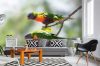 Vlies Fotótapéta - Rainbow Parakeet - 375x250 cm
