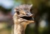 Vlies Fotótapéta - Female gray greater rhea - 375x250 cm