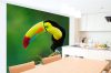 Vlies Fotótapéta - Rainbow-billed toucan - 375x250 cm