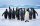 Vlies Fotótapéta - King Penguins - 375x250 cm
