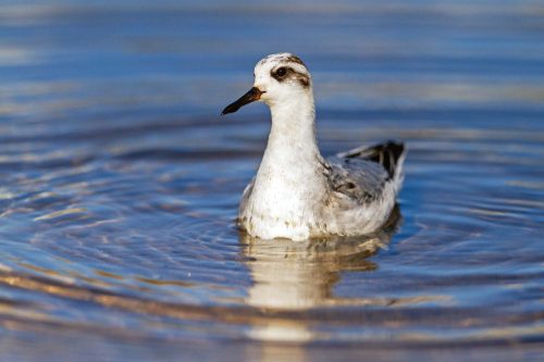 Vlies Fotótapéta - Phalarope swims among the lake - 375x250 cm