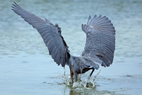 Vlies Fotótapéta - Reddish egret plunging - 375x250 cm