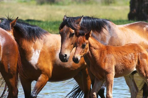 Vlies Fotótapéta - Horses with a young foal - 375x250 cm