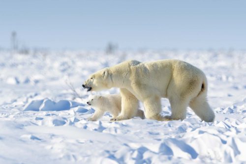 Vlies Fotótapéta - Polar bear family - 375x250 cm