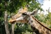 Vlies Fotótapéta - Closeup of giraffe head - 375x250 cm