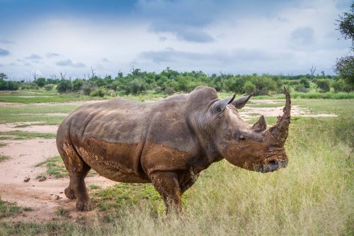 Vlies Fotótapéta - Rhinoceros in wide angle - 375x250 cm