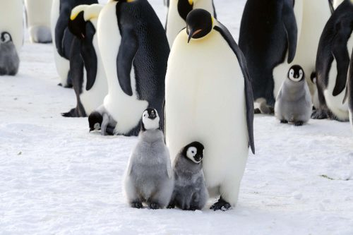 Vlies Fotótapéta - Emperor Penguin Parent and Chicks - 375x250 cm