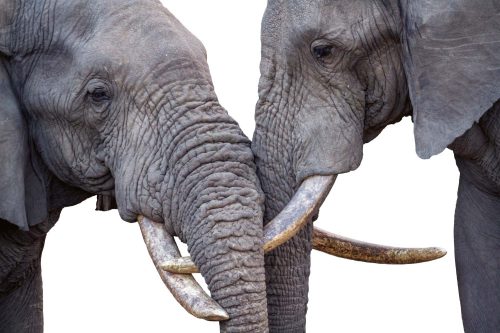 Vlies Fotótapéta - Close-up of two African bush elephant - 375x250 cm