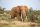 Vlies Fotótapéta - Elephant is walking between the bush - 375x250 cm