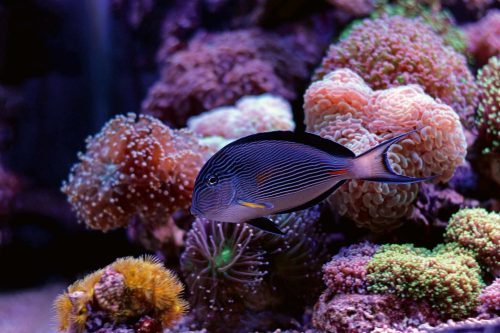 Vlies Fotótapéta - Sohal surgeonfish tang - 375x250 cm