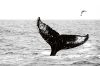Vlies Fotótapéta - Whale in the sea - 375x250 cm