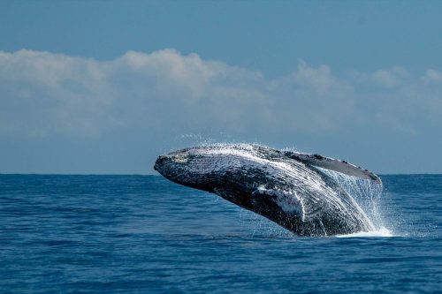 Vlies Fotótapéta - Whale breaching on pacific ocean - 375x250 cm