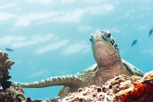 Vlies Fotótapéta - Green Turtle underwater - 375x250 cm