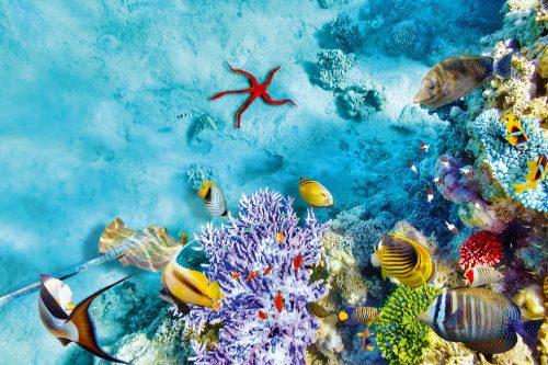 Vlies Fotótapéta - Underwater world with corals - 375x250 cm