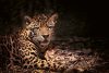 Vlies Fotótapéta - Leopard with intense eyes - 375x250 cm