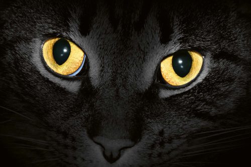 Vlies Fotótapéta - Yellow cat eyes glowing in dark - 375x250 cm