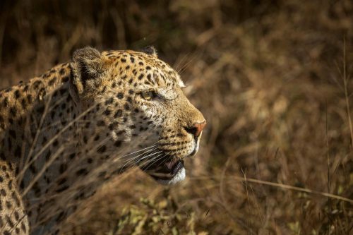 Vlies Fotótapéta - Leopard portrait isolated in natural - 375x250 cm