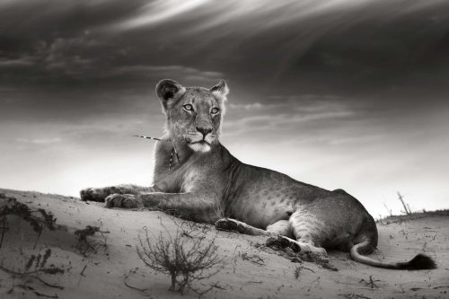Vlies Fotótapéta - Lioness on desert - 375x250 cm
